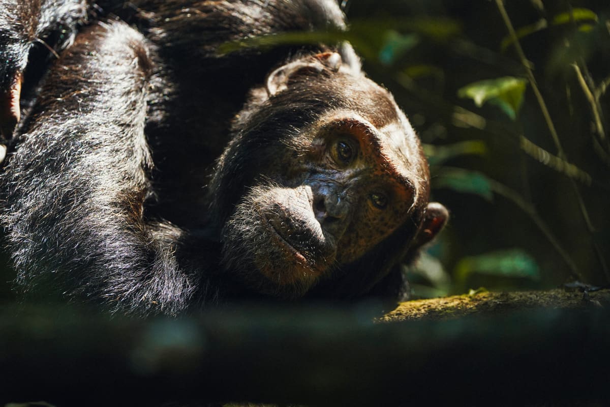 Chimpanzee Habituation