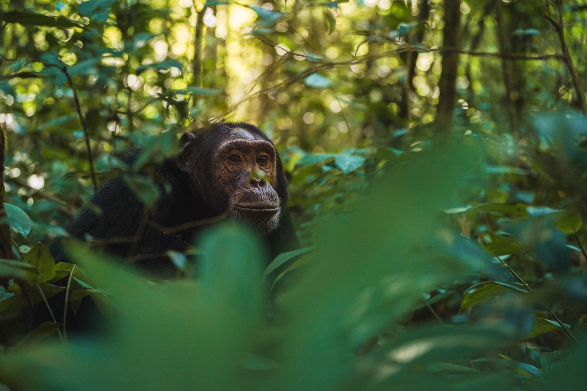 Chimpanzee Trekking in Kibale Forest